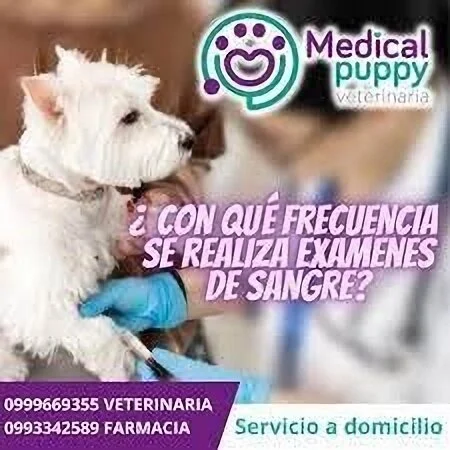 Medical Puppy-3451