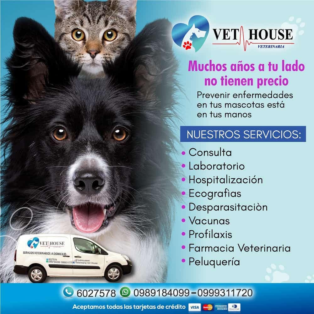 Veterinaria-vet-house-20359