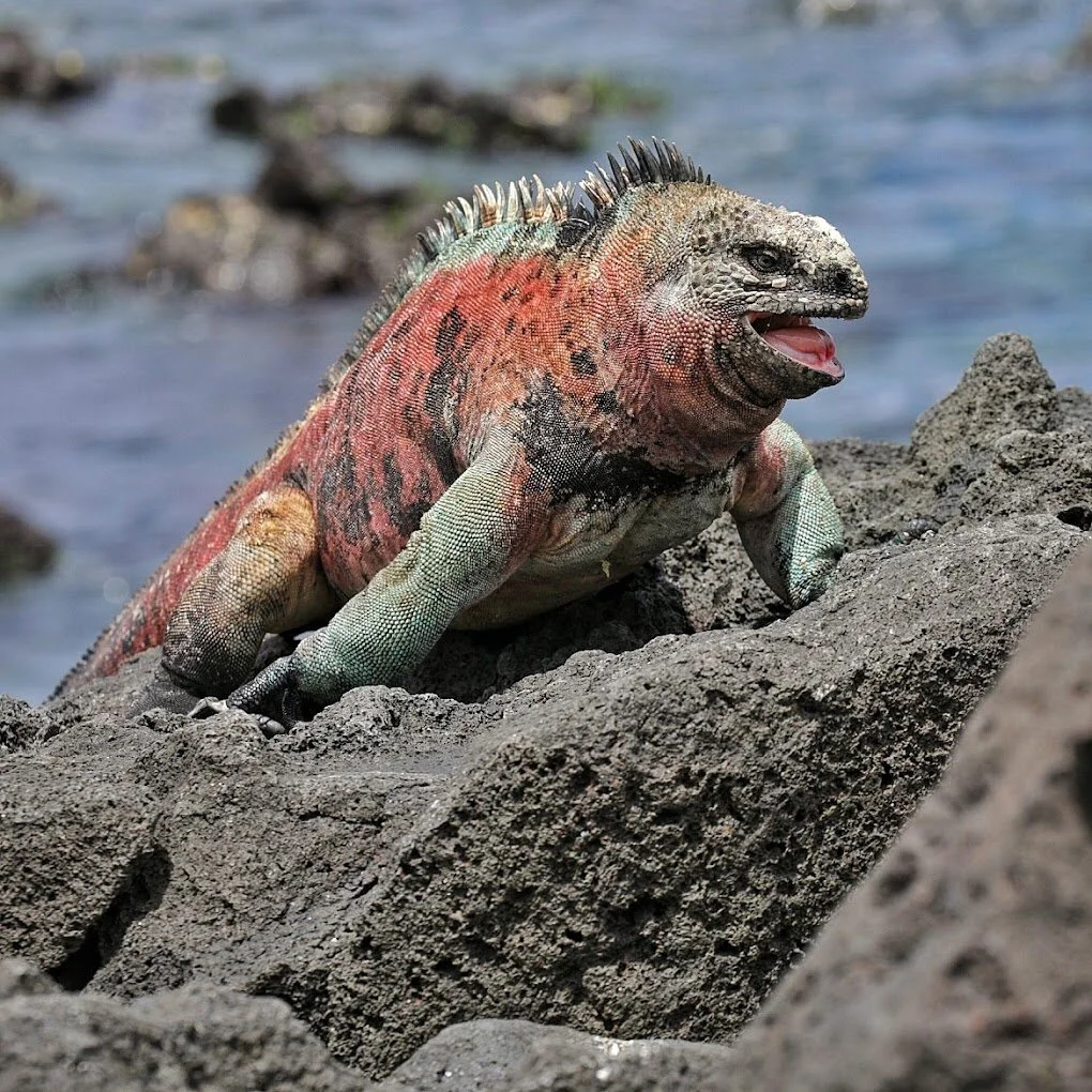 Lugares Turisticos-parque-nacional-galapagos-20700