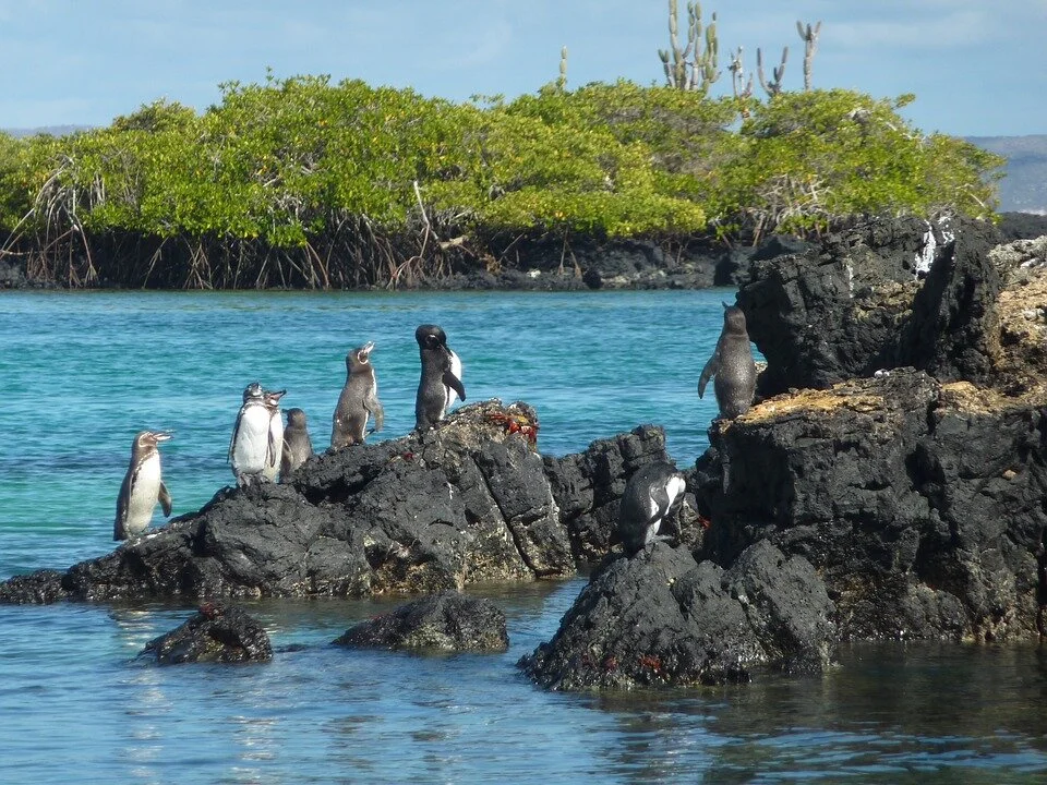 Lugares Turisticos-isla-isabela-20703