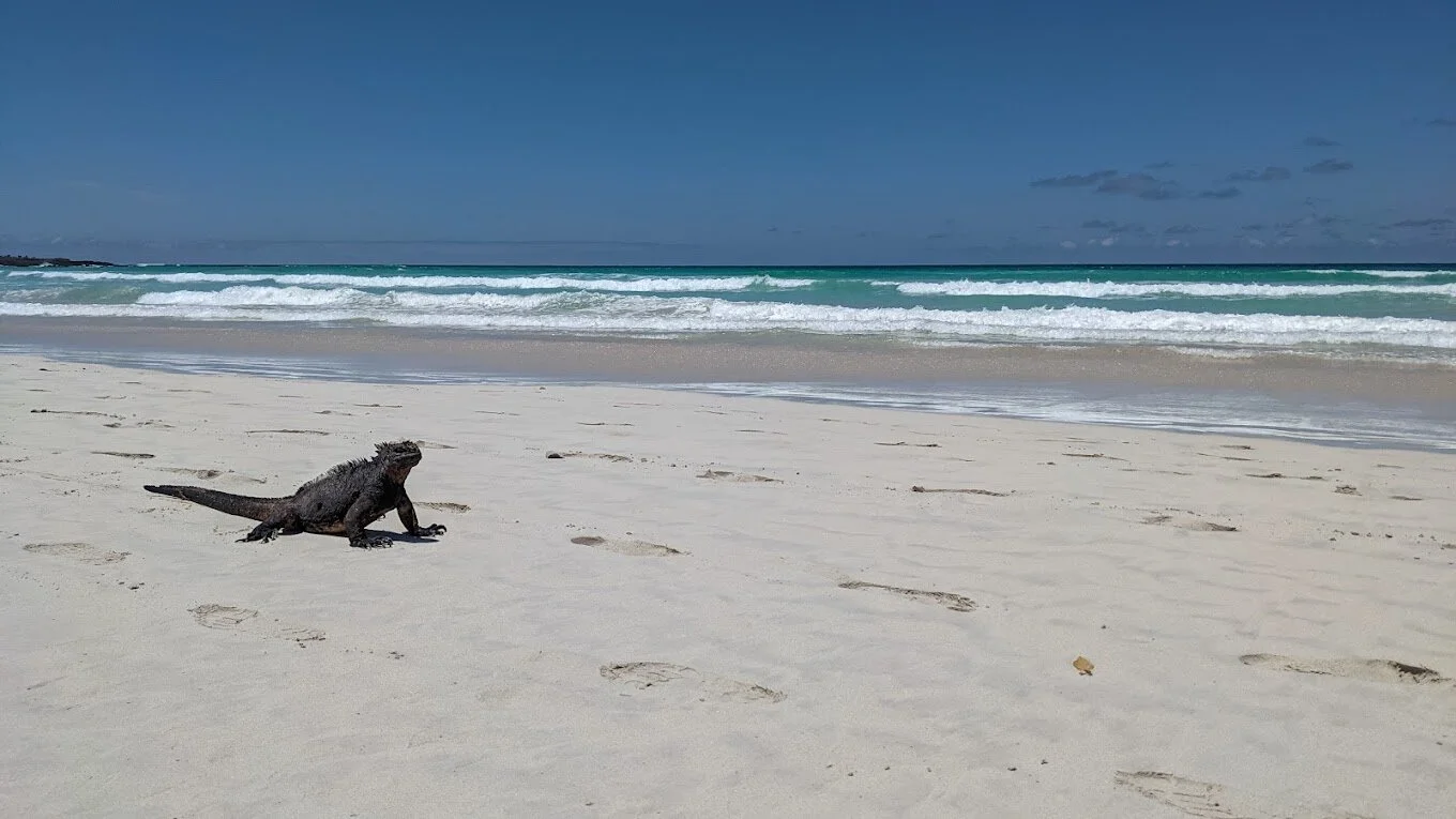 Lugares Turisticos-playa-tortuga-bay-20709