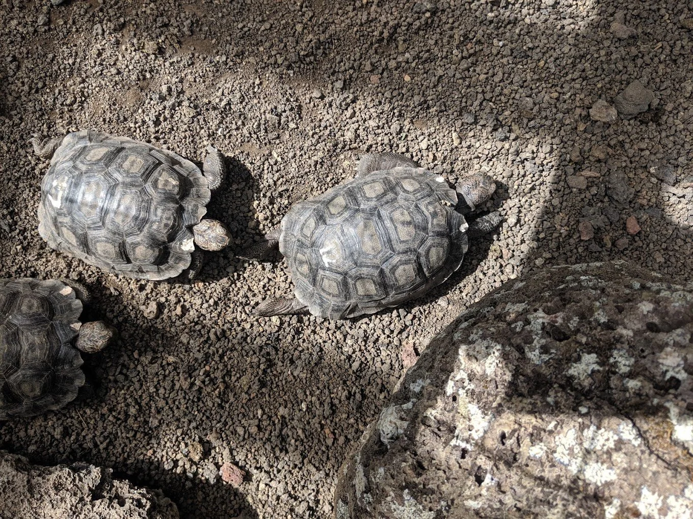 Lugares Turisticos-galapaguera-de-cerro-colorado-20724