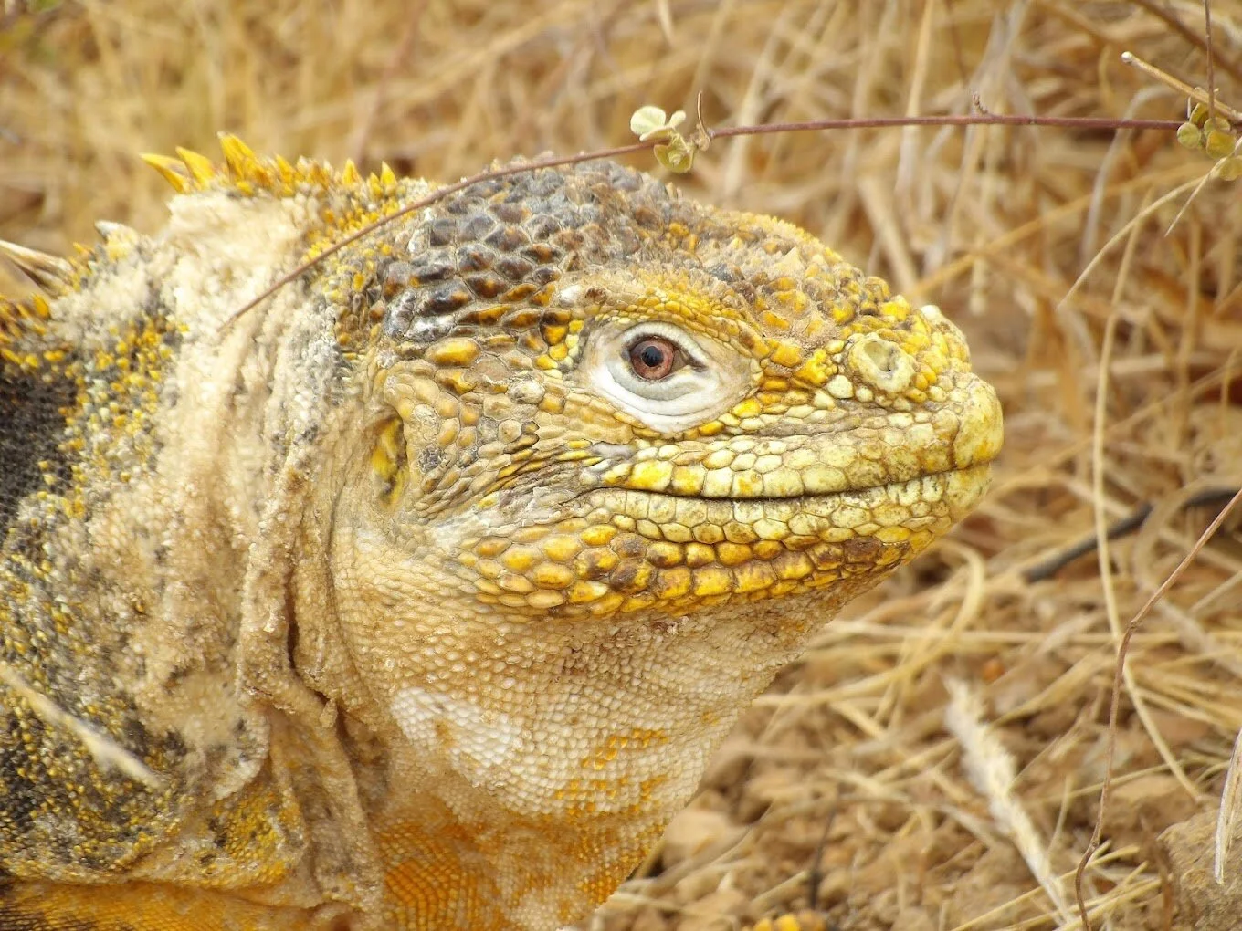 Lugares Turisticos-cerro-dragon-20726