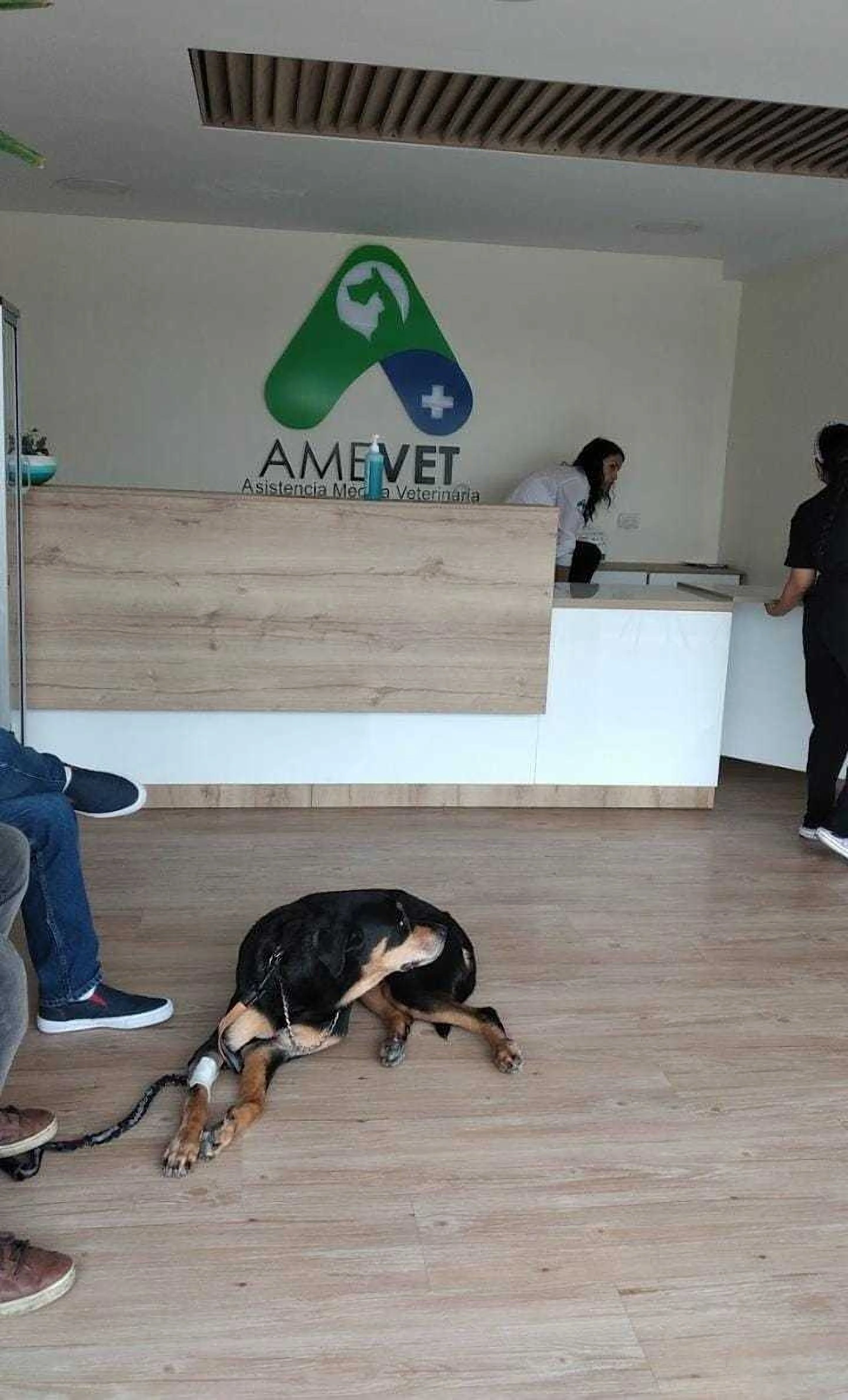 Veterinaria-amevet-8162