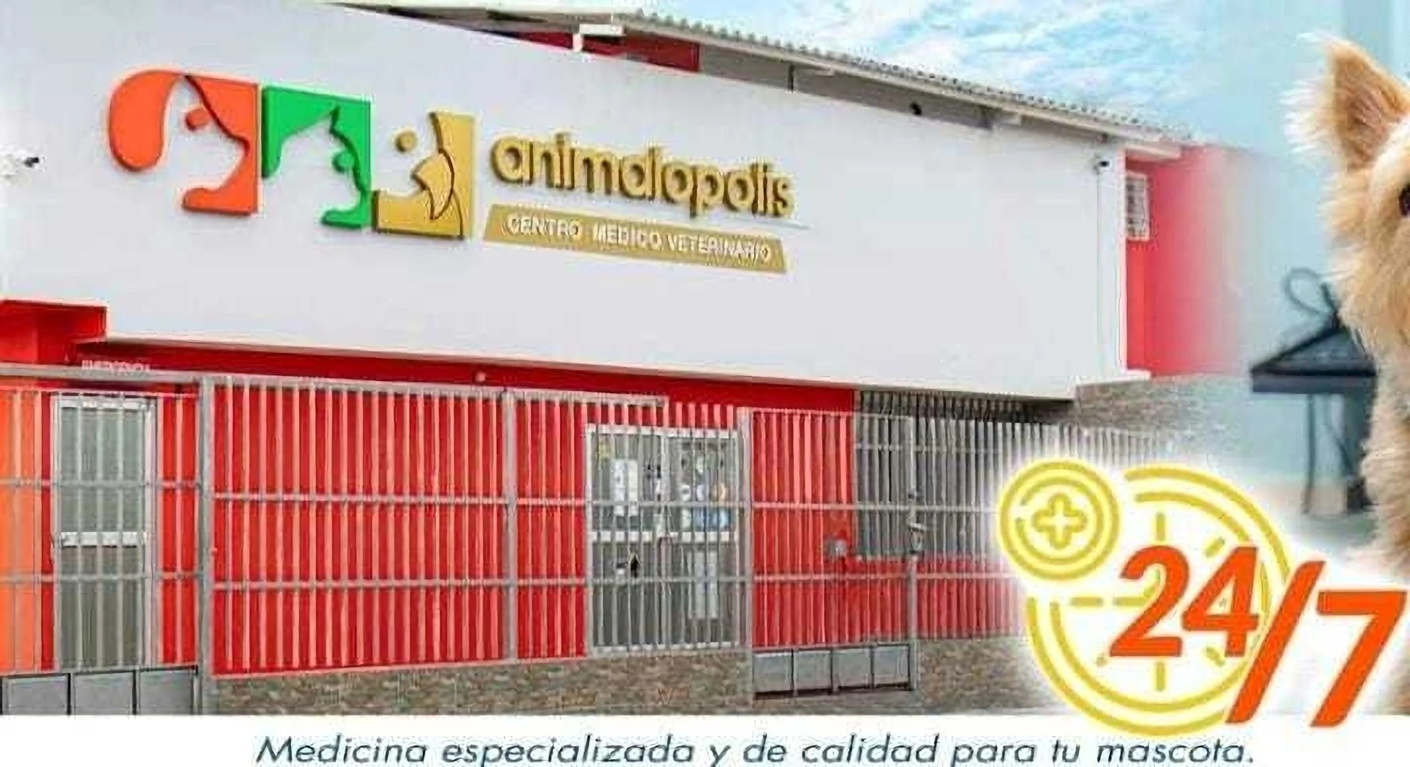 Animalopolis Hospital Clínica Veterinaria-473