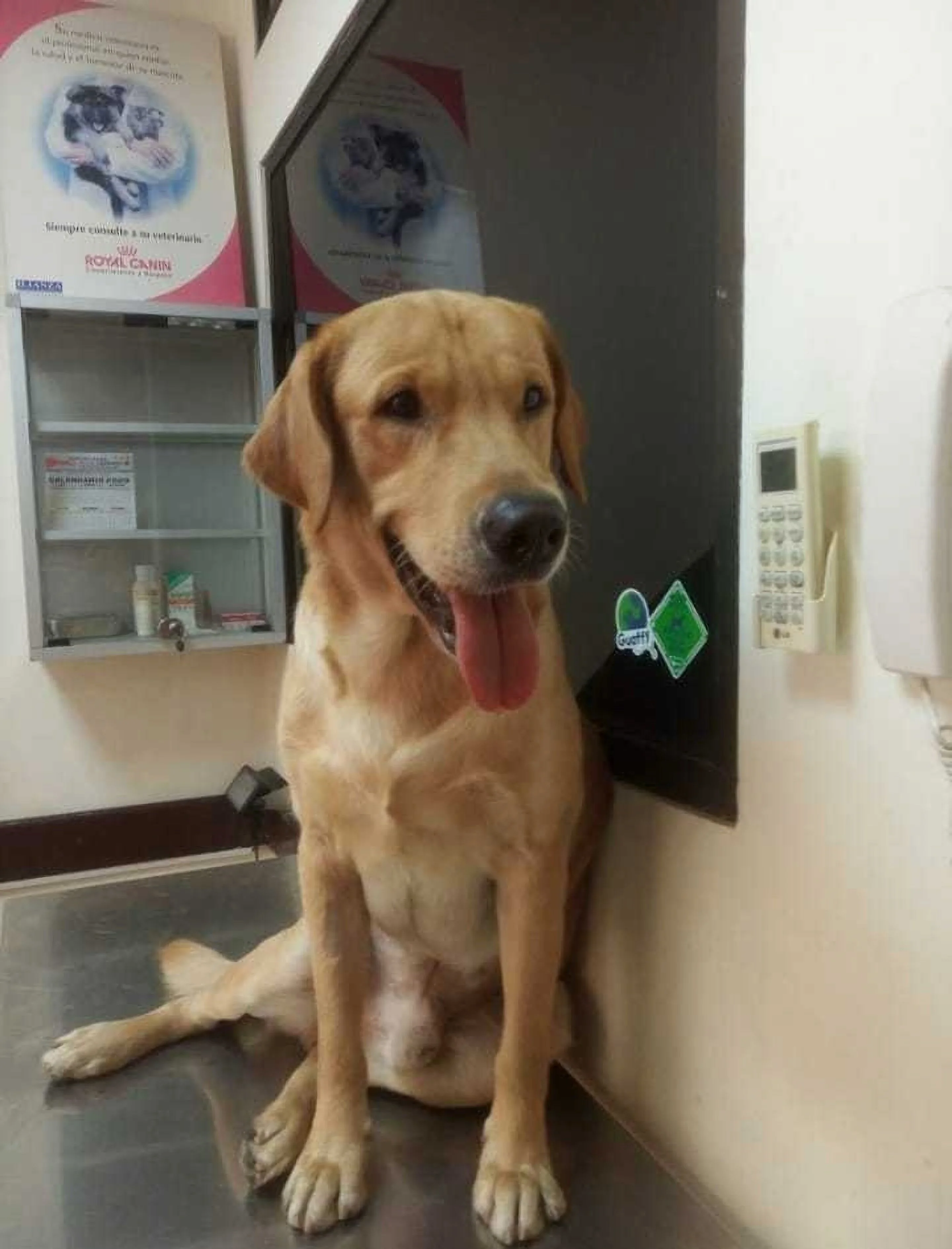 Veterinaria-veterinaria-burgos-9548